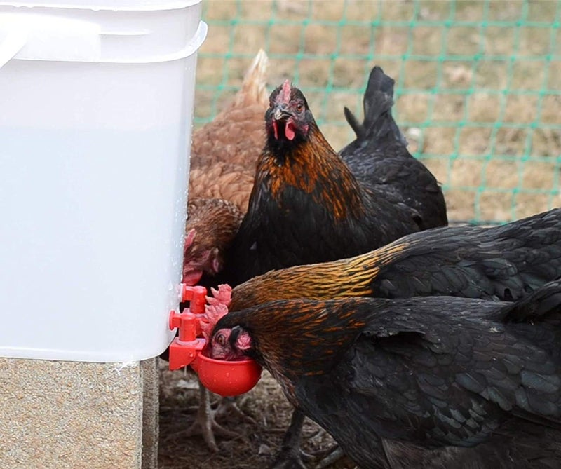 RentACoop DIY Waterer Kit - Auto-Fill Cups with Inserts - Great for Chickens, Ducks, Geese, Turkeys, Peafowl, and Quail - 2 Pack + 1 Bonus Cup Included (Red, Pack of 2) - Image 1